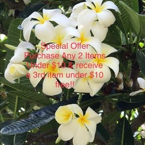‼️🌺🌸Special Offer🌺🌸‼️